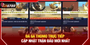 Đá Gà Thomo Trực Tiếp - Cập Nhật Trận Đấu Mới Nhất