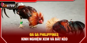 Đá Gà Philippines - Kinh Nghiệm Xem Và Bắt Kèo Tại Ga6789
