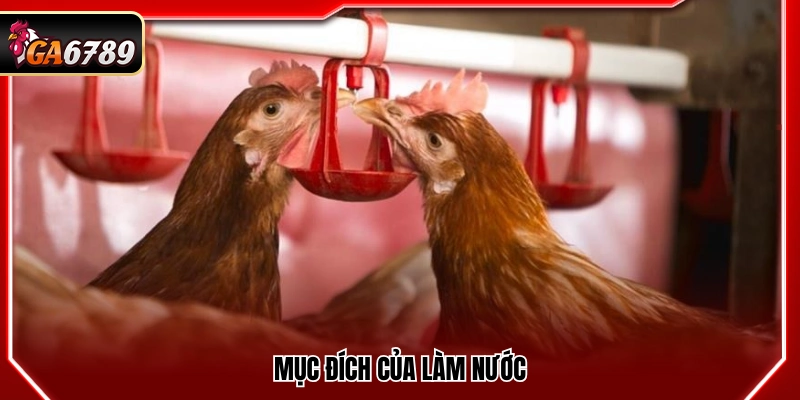 Tác dụng của quá trình làm nước cho gà chọi