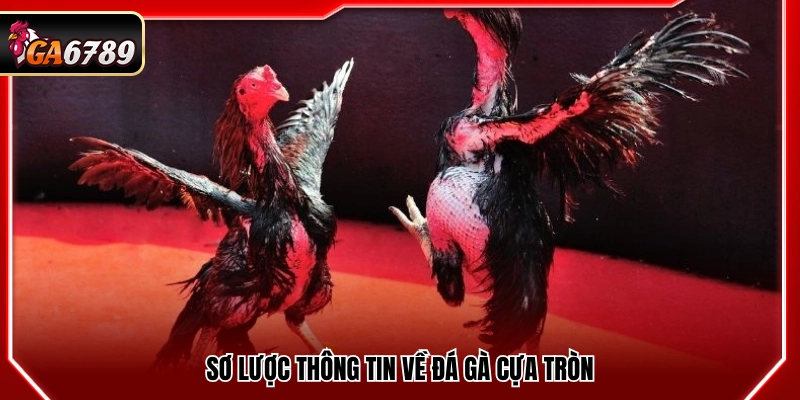 Khái quát vài thông tin về hình thức đá gà cựa tròn