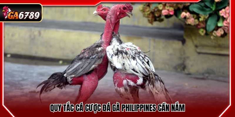 Những luật cá cược đá gà Philippines cần biết