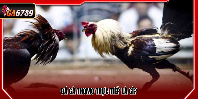 Tìm hiểu sơ lược về đá gà Thomo trực tiếp