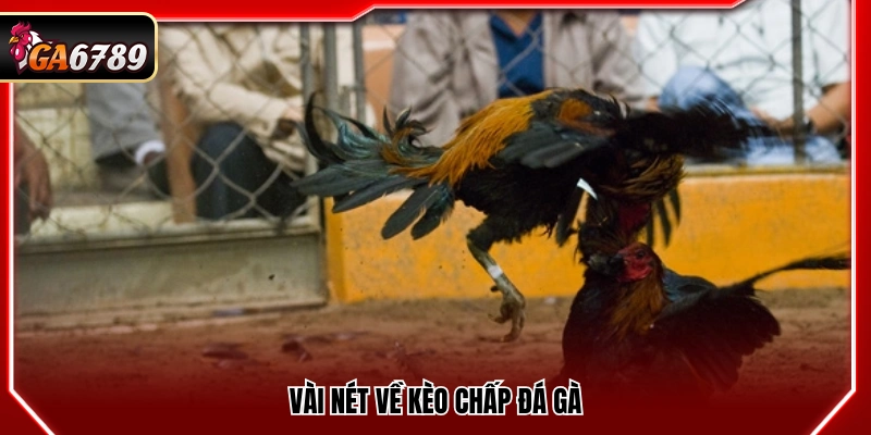 Một số điểm cơ bản về kèo chấp trong đá gà