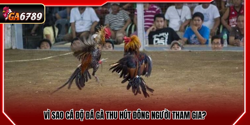 Lý do cá độ đá gà thu hút đông đảo người chơi
