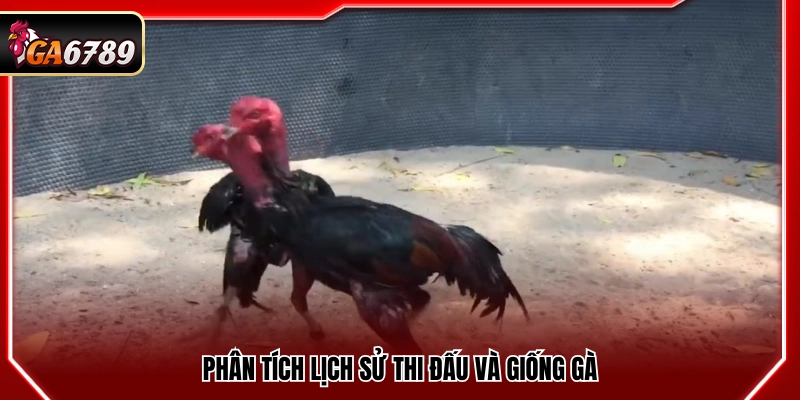 Đánh giá thành tích thi đấu và đặc điểm giống gà