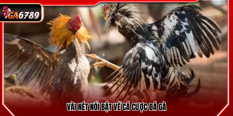 Một số điểm đáng chú ý về cược đá gà